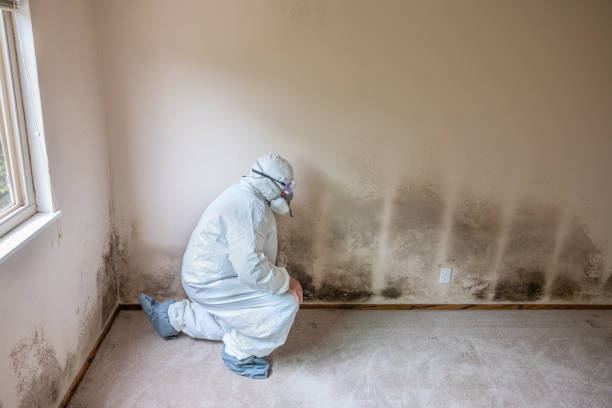 Why You Should Choose Our Mold Remediation Services in Mediapolis, IA